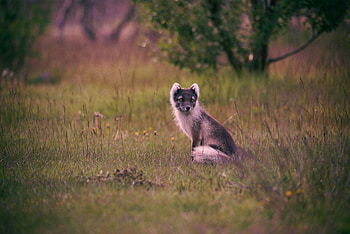 Animals, Grass, Is Sitting, Sits, Arctic Fox, Polar Fox HD wallpaper