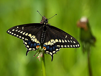 Black Swallowtail, swallowtail, black yellow white, butterfly, green HD wallpaper