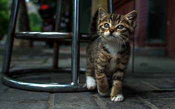 Animals, Chair, Kitty, Kitten, Muzzle, Striped HD wallpaper