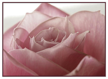 softness, plants, soft, delecte, nice, rose, blossoms, bud, nature, flowers, blooms, lovely HD wallpaper