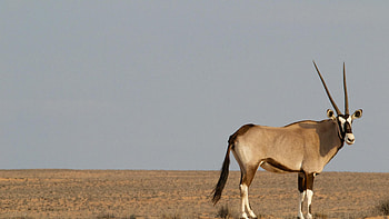 Antelope wildlife, Mammal, Elk, Ze Robot HD wallpaper