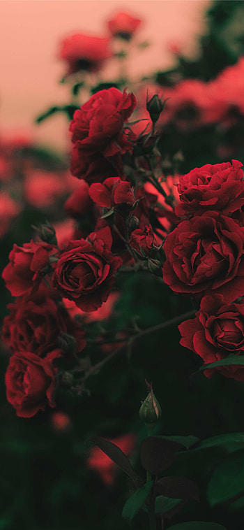 Garden Roses, Roses HD phone wallpaper