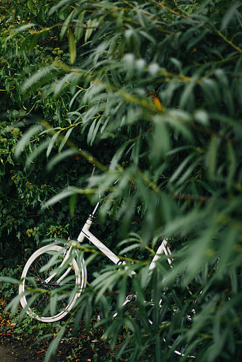 Leaves, Miscellanea, Miscellaneous, Branches, Bicycle HD phone wallpaper