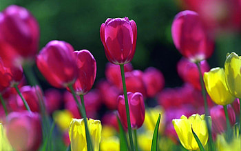 Plants, Flowers, Tulips HD wallpaper