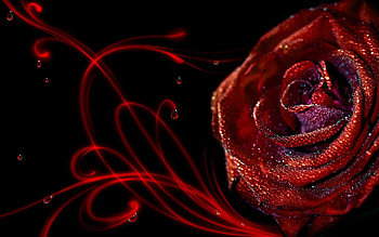 Abstract, Drops, Patterns, Flower, Macro, Rose Flower, Rose HD wallpaper