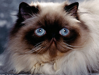 Animals, Cat, Fluffy, Muzzle, Fat, Thick HD wallpaper