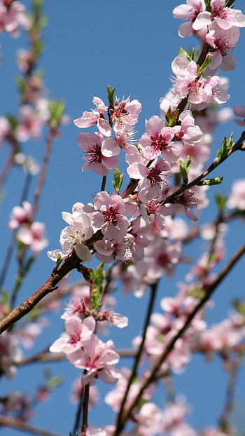 Spring, Adorable Spring HD phone wallpaper