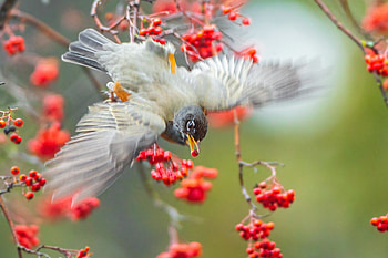:), bird, roean, fruit, berry, nature, orange, pasari, rowan HD wallpaper