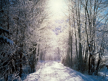 Snowy Woods, trees, woods, snow HD wallpaper