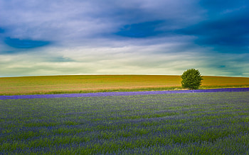 Landscape, Trees, Fields HD wallpaper