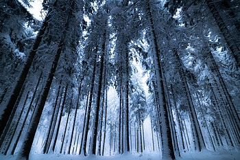 Winter, Nature, Trees, Snow, Forest, Fog, Bottom View HD wallpaper