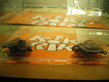 My turtles, turtle, animals, love, my, zoo HD wallpaper