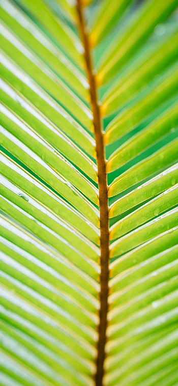 nature, leaf HD phone wallpaper