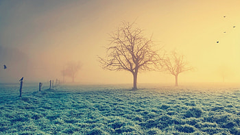 crows in fantastic misty morning, mist, crows, fence, fields, tree HD wallpaper