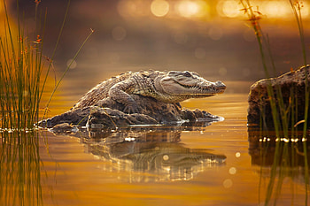 Crocodile, , Majestic reptile, Intricate details HD wallpaper