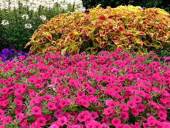 Flowers, Beauty, Greens, Flower Bed, Flowerbed, Petunia HD wallpaper