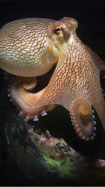 Octopus, Amazing HD phone wallpaper