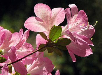 Pink rhododendron, may, rhododendron, pink, spring HD wallpaper