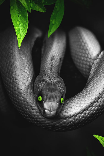 Serpiente, Animales, Serpientes HD phone wallpaper