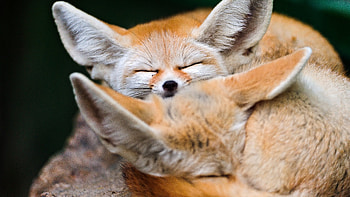 Fennec Fox, Ultra , Fennech fox , Desert creature HD wallpaper