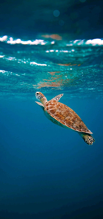 Turtle-inspired , Captivating sea turtles, Stunning underwater world, Exquisite turtle HD phone wallpaper