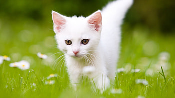 Cute white kitten, Fluffy charm, Pure innocence, -perfect HD wallpaper