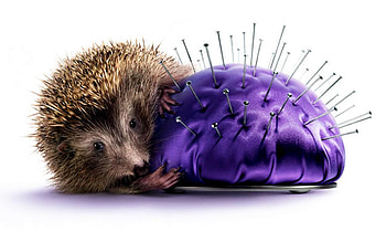Animals, Hedgehogs, Objects HD wallpaper