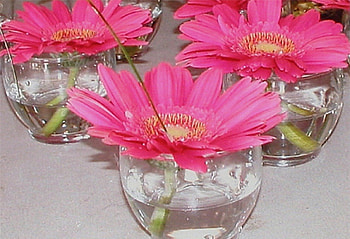 Pink gerberas, , color, new HD wallpaper