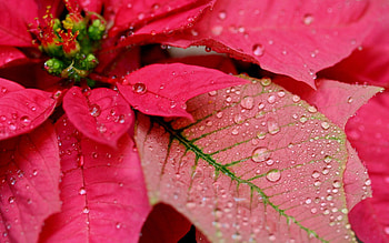 Drops, Macro, Bright, Petals, Dew HD wallpaper