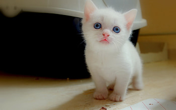 Animals, Cats HD wallpaper