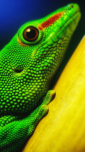Green lizard crysis HD phone wallpaper
