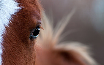 Light Coloured, Animals, Light, Horse, Eye HD wallpaper