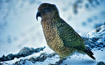Animals, Parrots, Snow, Bird HD wallpaper