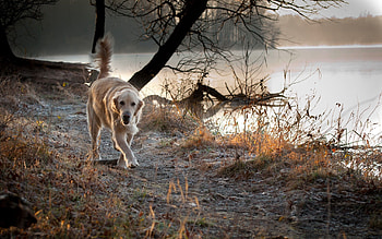 Animals, Nature, Dog, Stroll, Run Away, Run HD wallpaper