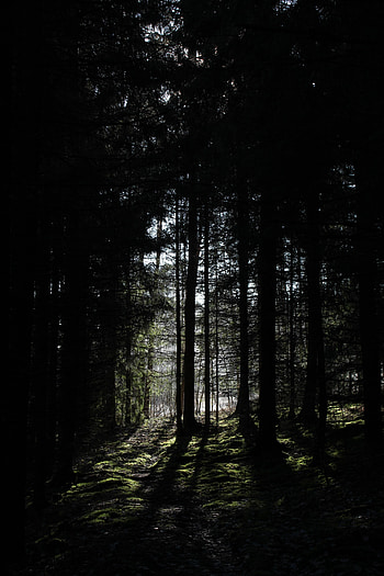 Nature, Trees, Grass, Beams, Rays, Forest HD phone wallpaper