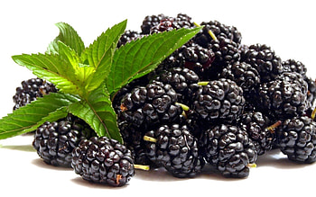 Blackberry, , Background , Vibrant HD wallpaper