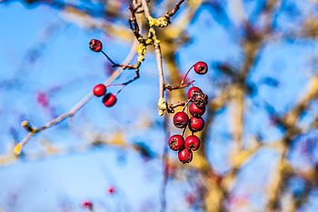 Nature, Close-Up, Branch, Rowan HD wallpaper
