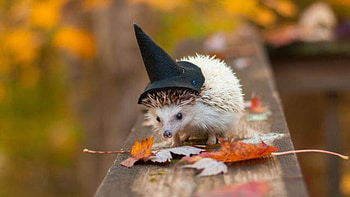 Just another day, animal, leaf, Autunm, country HD wallpaper