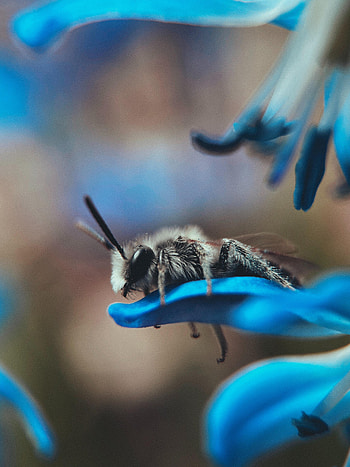 Animals, Flower, Macro, Insect, Bee HD phone wallpaper