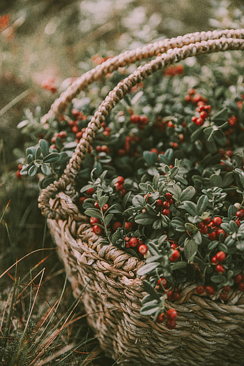 Food, Berries, Blur, Smooth, Basket, Harvest HD phone wallpaper