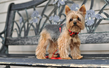 Yorkshire Terrier, , Computer HD wallpaper