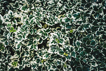 Leaves, Bush, Plant, Macro, Spotted, Spotty HD wallpaper