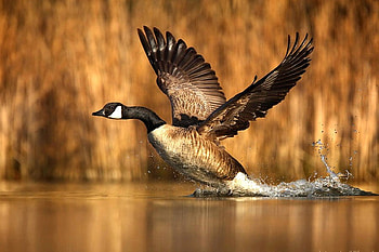 Duck Landing, cool HD wallpaper