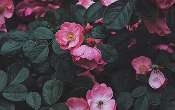Pink flower, Laptop , Glamorous blooms, Floral paradise HD wallpaper