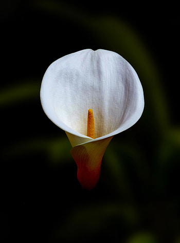 White flower, close up, Irises HD phone wallpaper