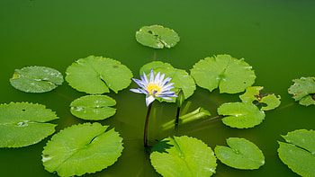 Light Purple Water Lily Lotus Flower Buds Green Leaves Flowers HD wallpaper