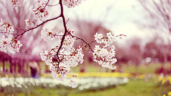 Plants, Landscape, Trees HD wallpaper