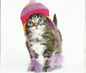 Kitten, dogs, cute, paws, hat HD wallpaper