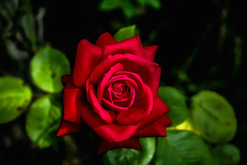 Red Rose, Leaves, Flower, Rose, Red HD wallpaper