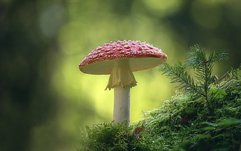 Mushroom, nature, forest, moss HD wallpaper